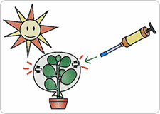 Leave the plant exposed to direct sunlight for several hours, and then respectively measure the oxygen as well as the carbon dioxide concentrations and record the values.