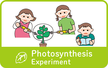 Photosynthesis Experiment